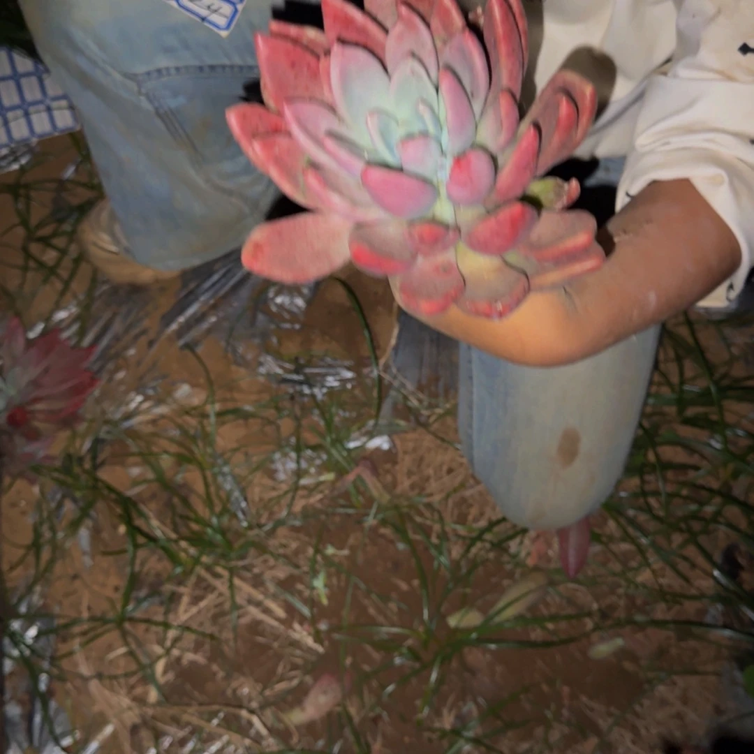 秀***秀桃花源 一颗 不包损16号