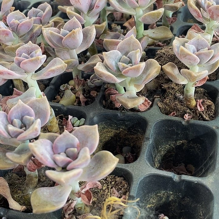 小紫乐1元带土发