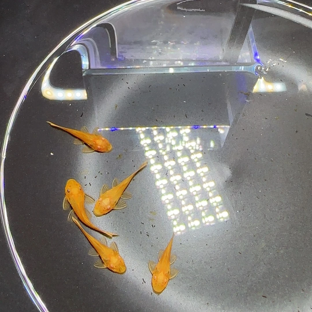 孔雀鱼黄金胡子六条