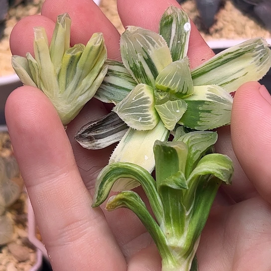 糊斑糯玉露糊斑万象锦冰城锦