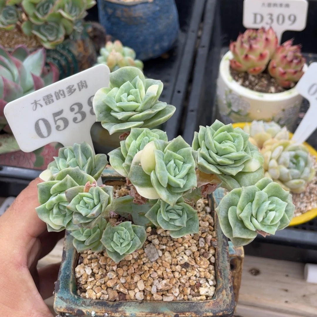 0538可爱玫瑰锦不带盆12厘米