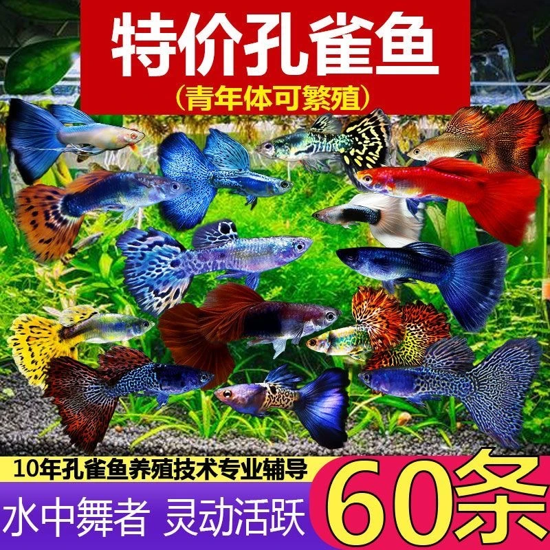 孔雀鱼观赏鱼活体热带小型淡水冷水好养耐活金鱼凤尾鱼苗宠物孕母