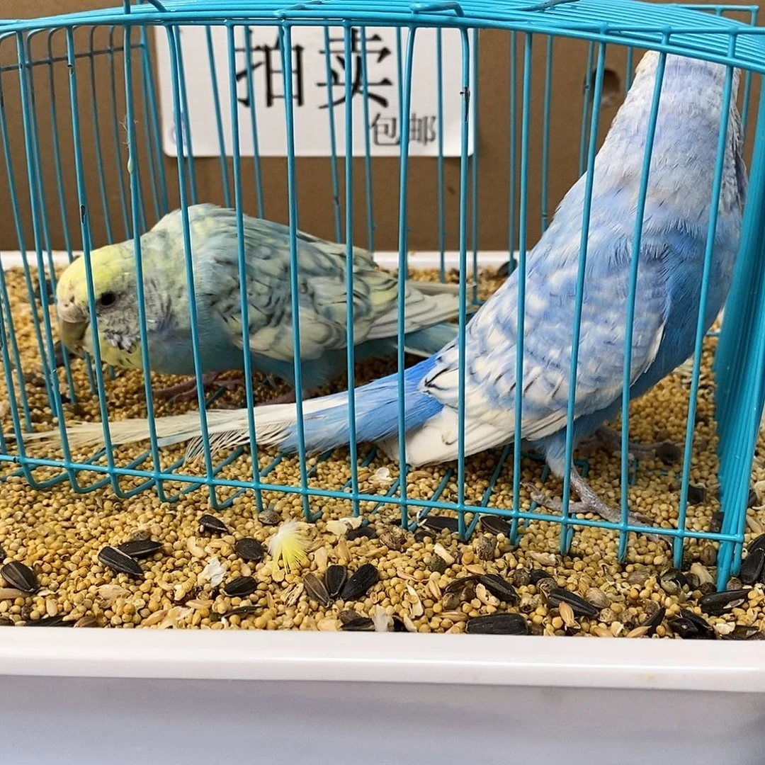 虎皮鹦鹉大头虎皮