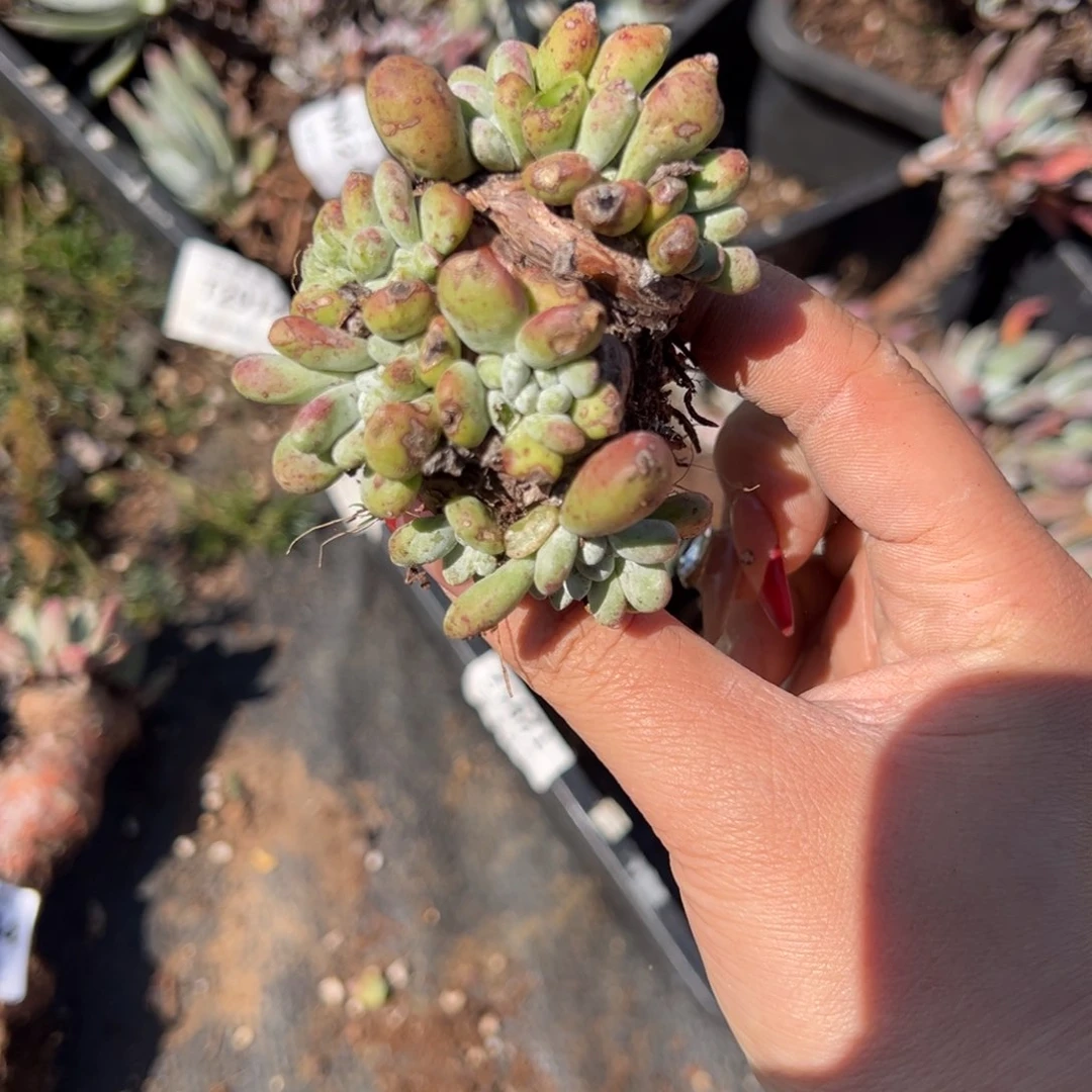 羊*疯2245哈哈哈哈哈哈