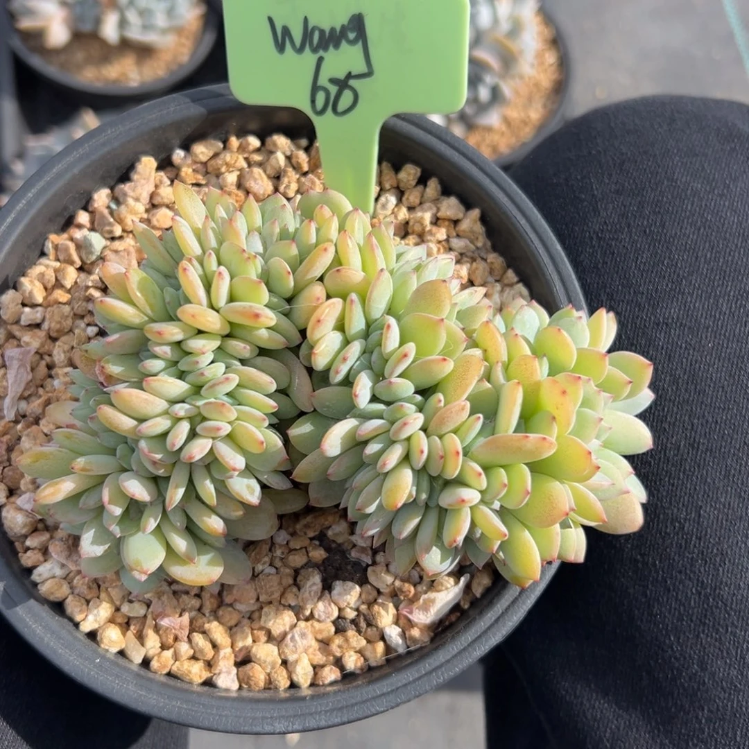 @***g暮光之城缀化1111111111111