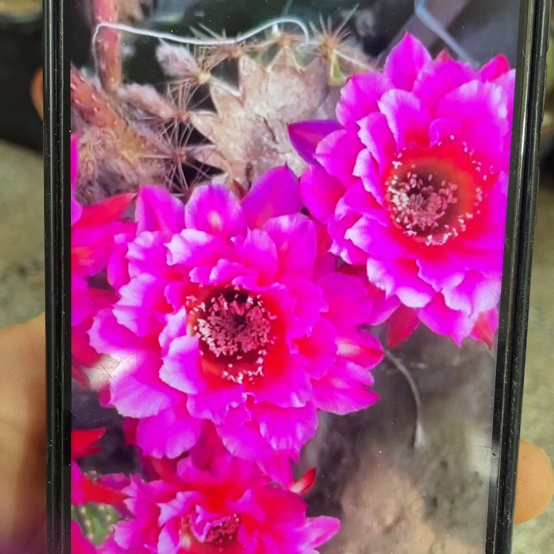 烟花自根球7公分左右带盆土