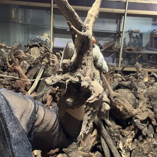 香榧木天****床火琉璃的故事是毛看看