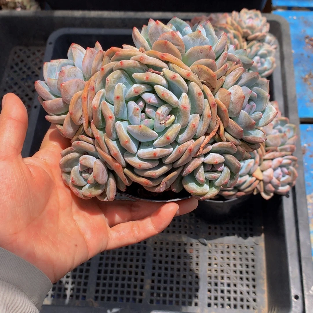 恋***缘7757多头一个嗯嗯嗯嗯嗯好喜欢