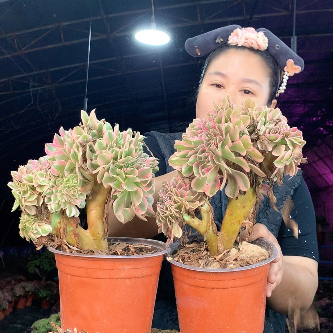 柒哥多肉法师不包侧断枝80