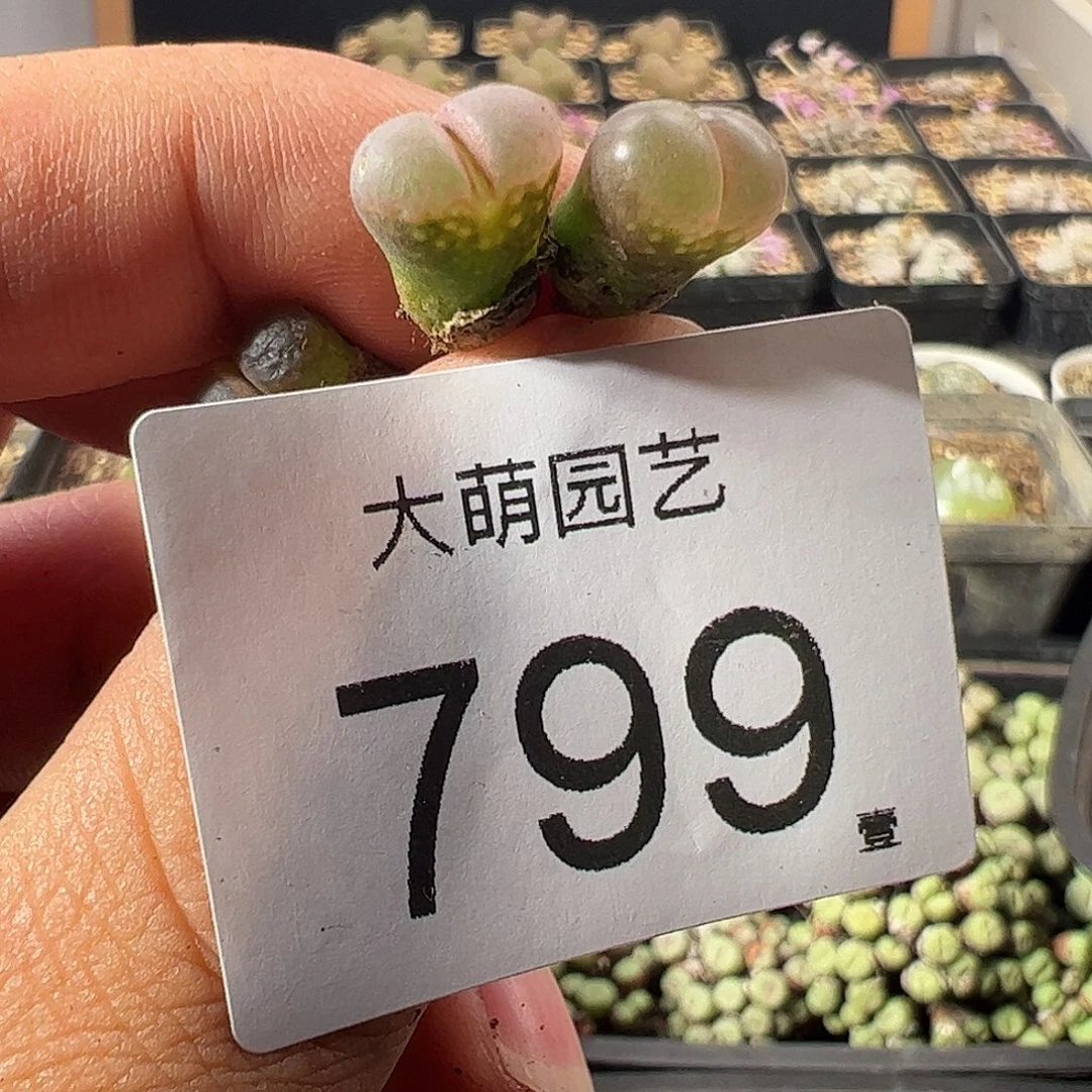 一物一拍。      799