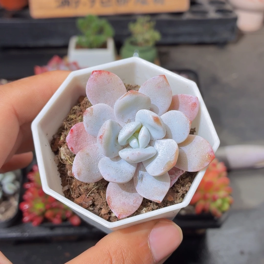 雪莲多肉9.9包邮发货