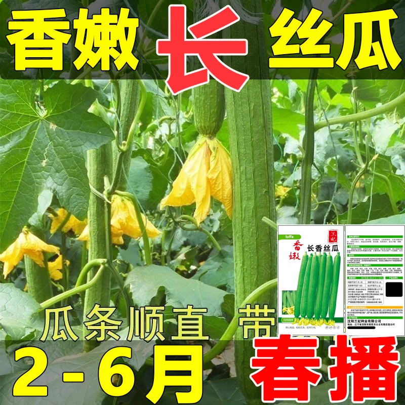 正宗香嫩长香丝瓜种子阳台庭院简单种植优质新品种懒人蔬菜种子