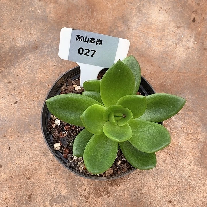 26直播福利翠花10