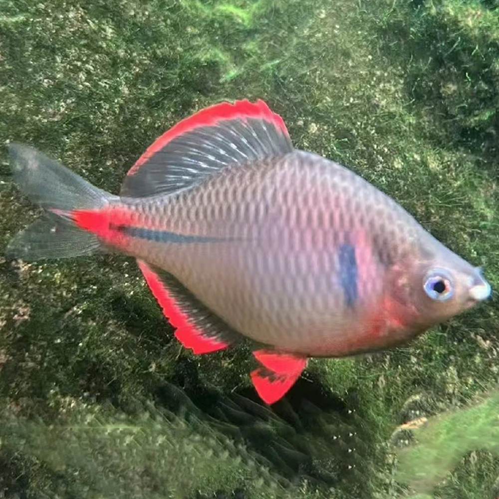 红边鳑鲏小型冷水鱼不加温皮实好养旁皮鱼原生鱼冷水鱼除藻工具鱼