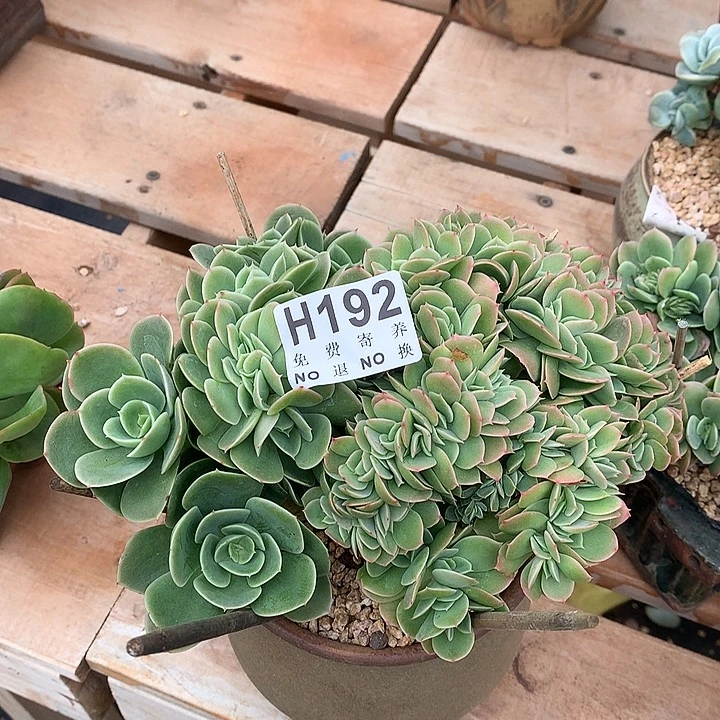 星娜塔缀化 非偏远38包邮节后发货