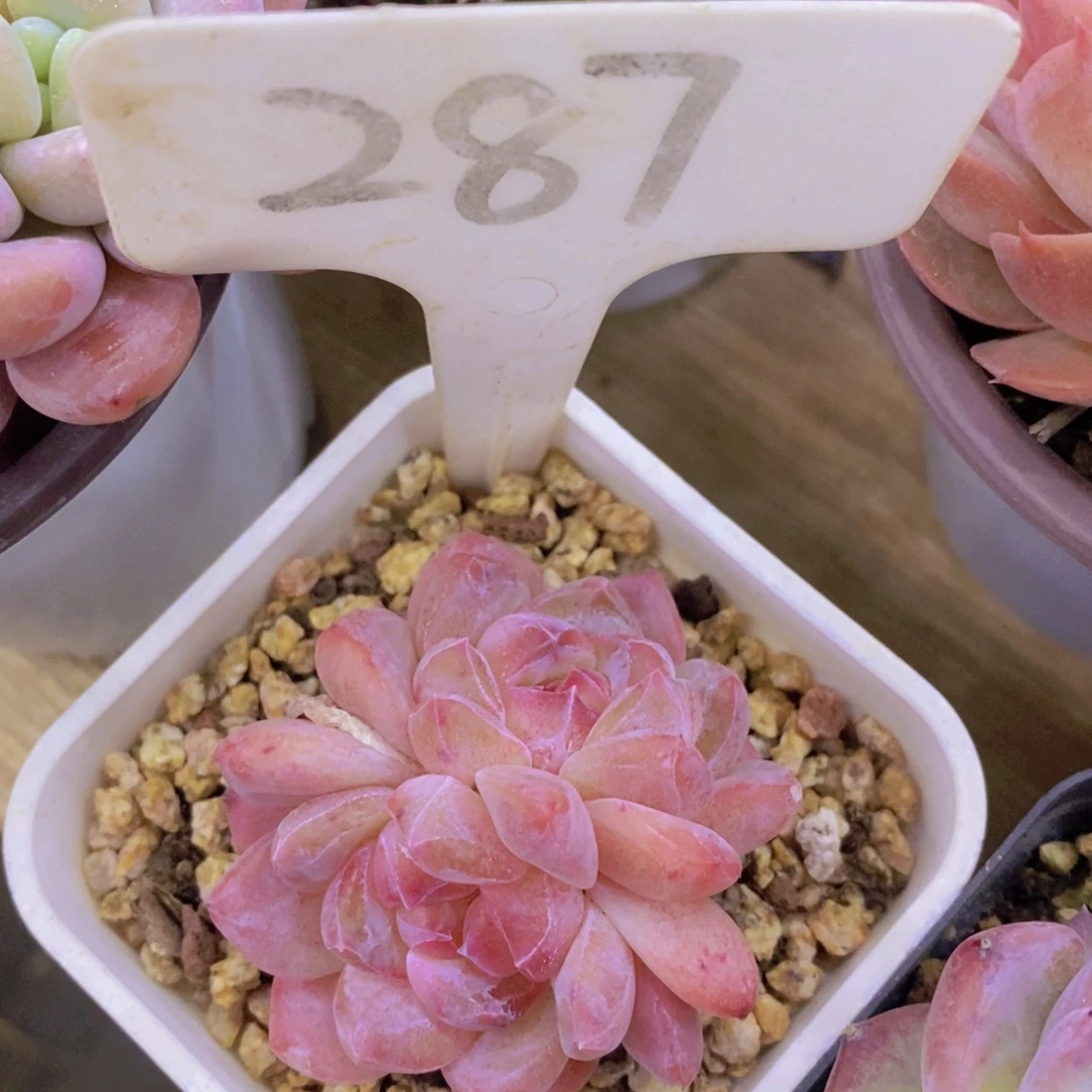 元旦第一场直播，节日快乐