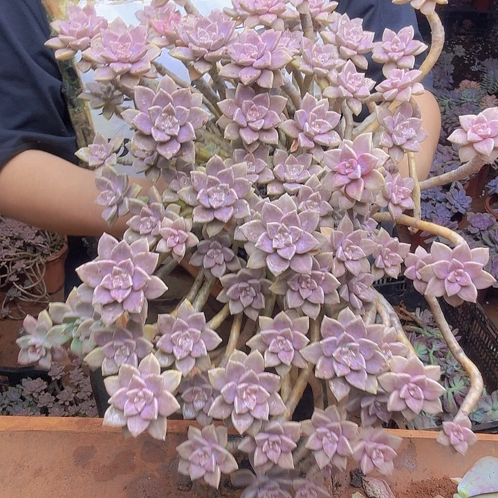 完全开放一物一拍所见即所得，老庄阿伦赔10位图片为准