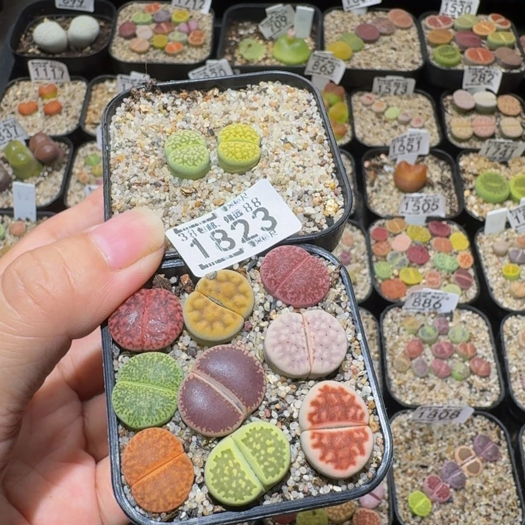 初***薇Sssss精品生石花粉1823