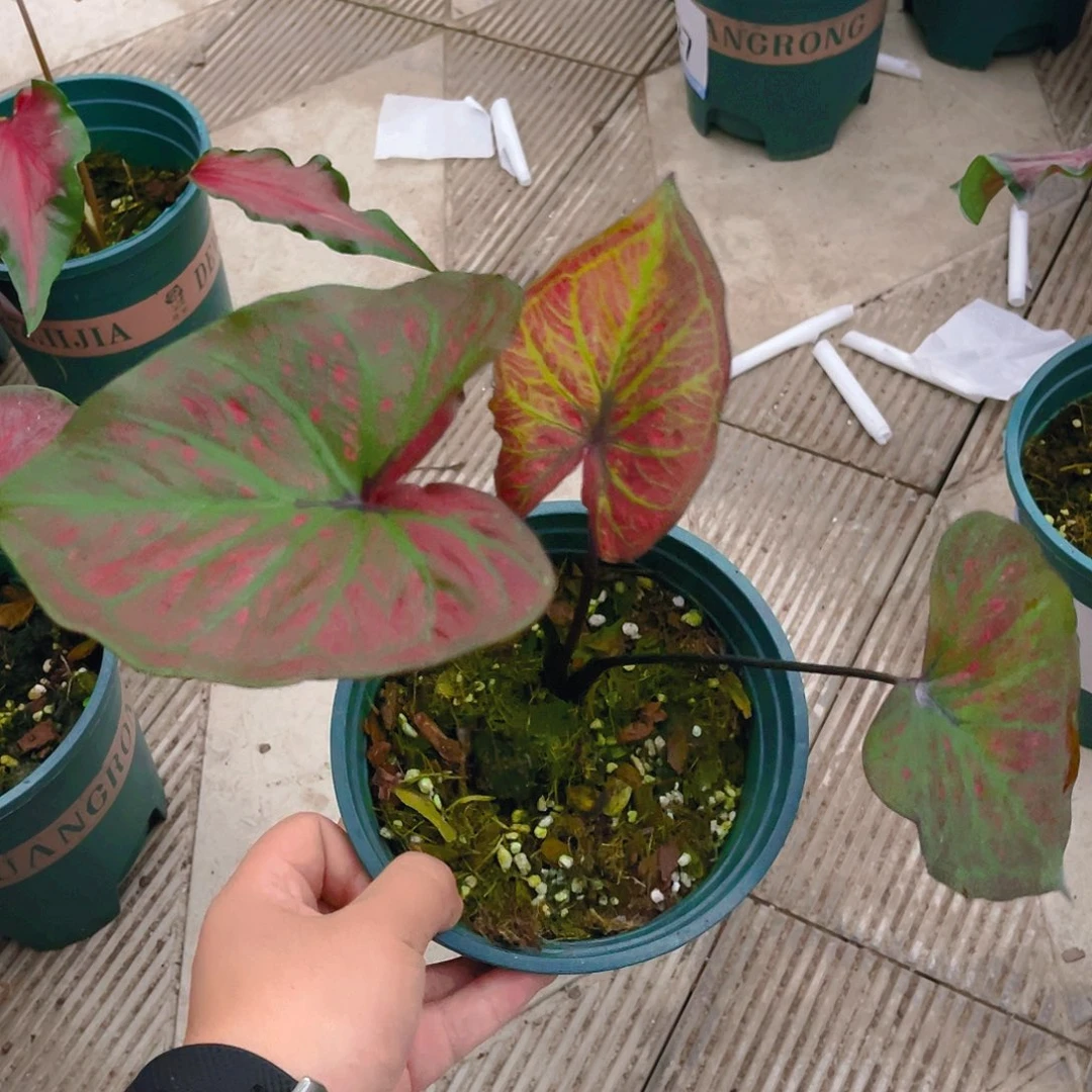 完全开放4107泰彩