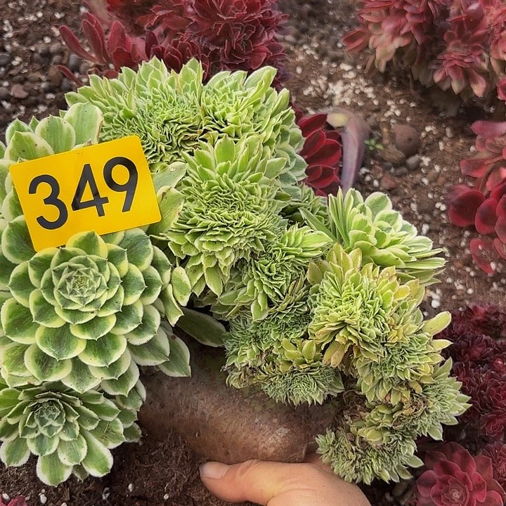 多肉植物福利349