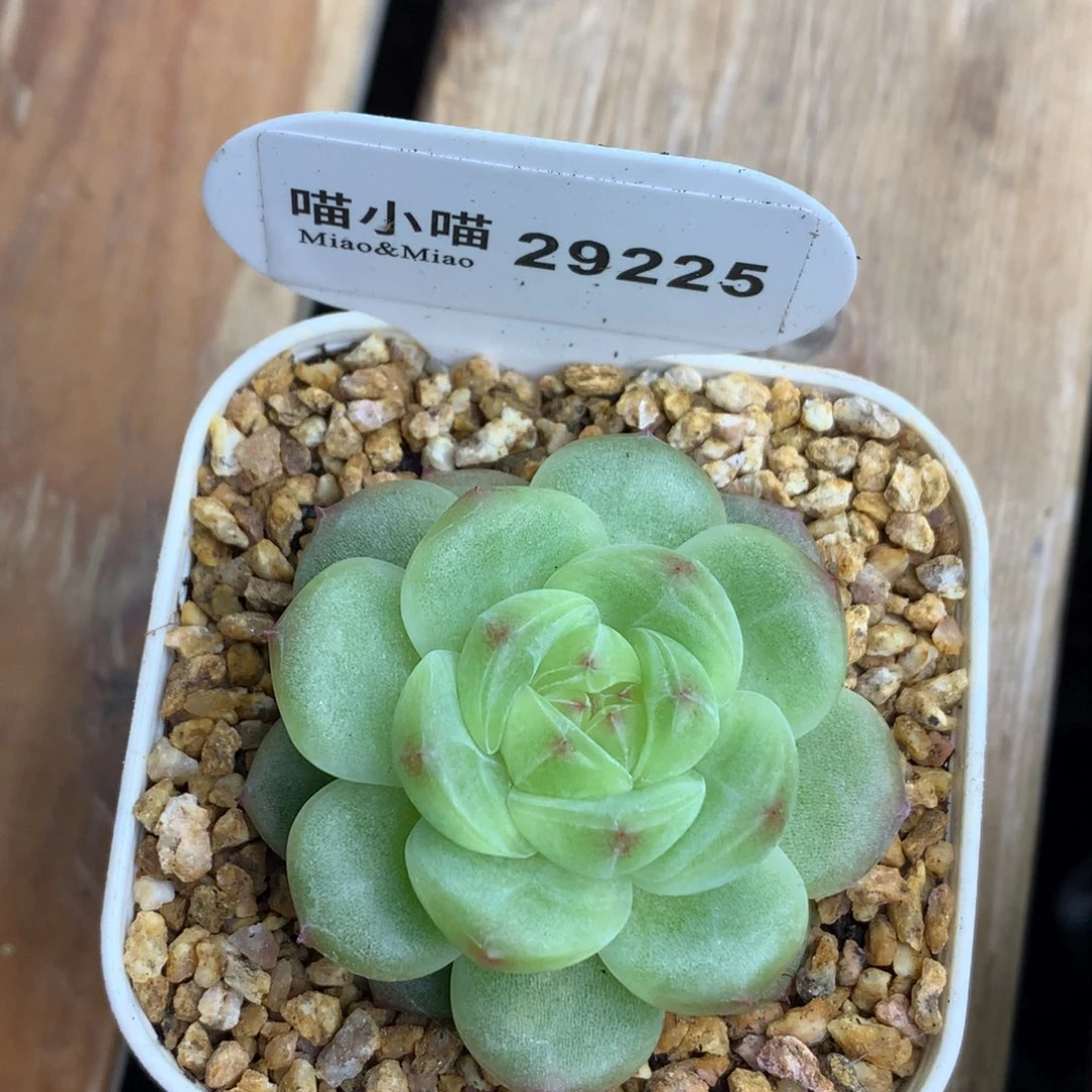 马***？多肉植物杂交珍妮