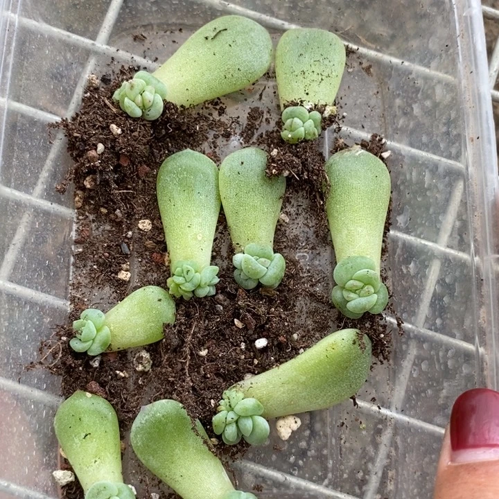 标签64珍妮芽苗一个多肉