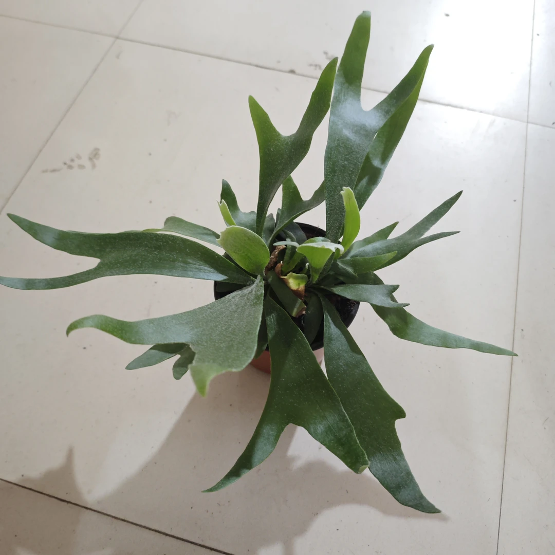 鹿角蕨室内耐阴多年生盆栽