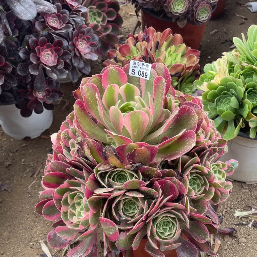 089妖月多肉法师断枝不包