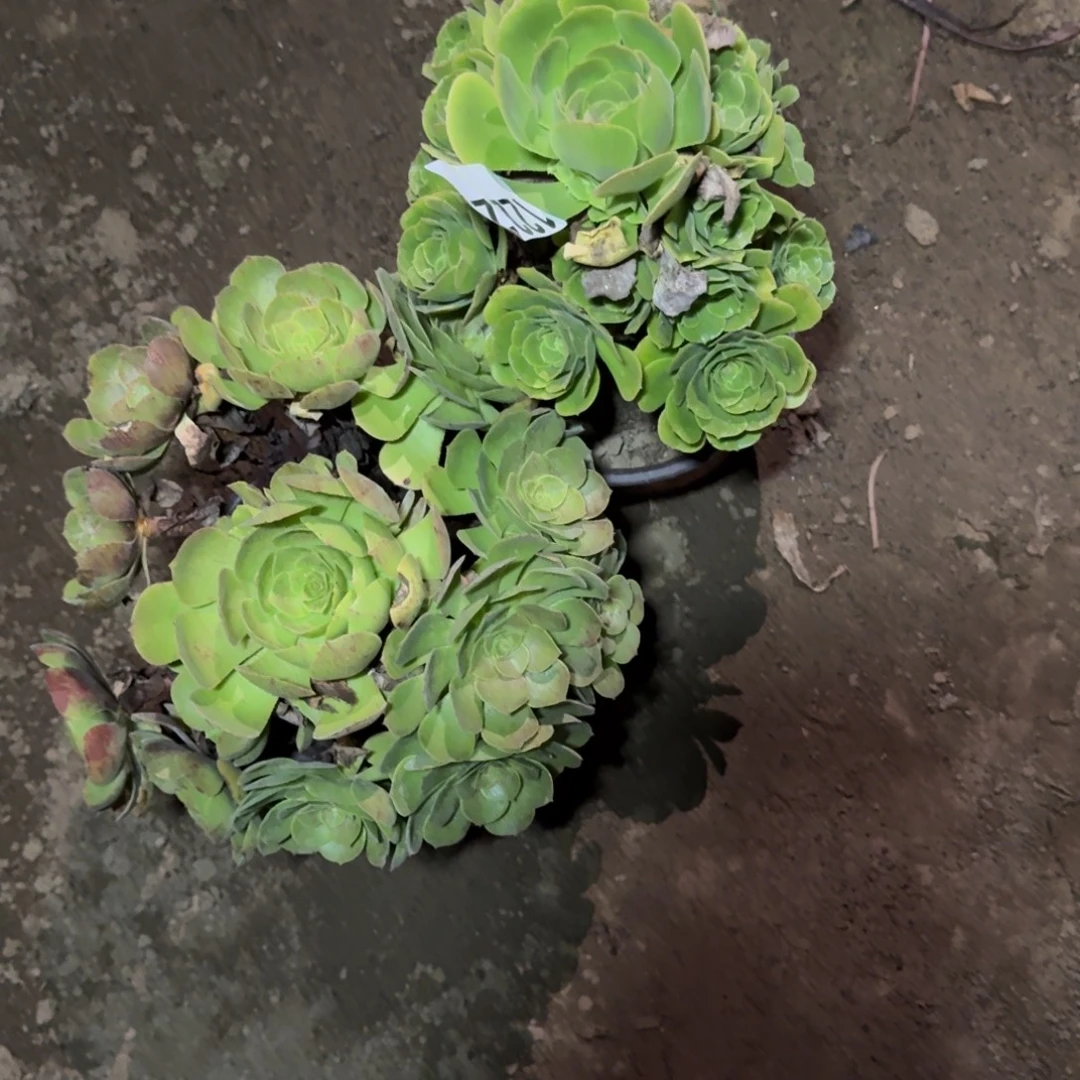 20-49法师绿羊绒 万圣节1222