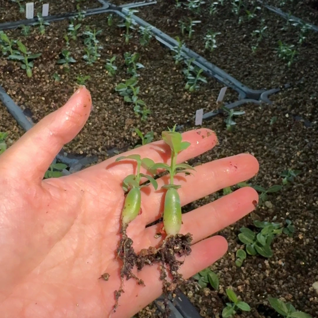 火星人量拍多肉植物