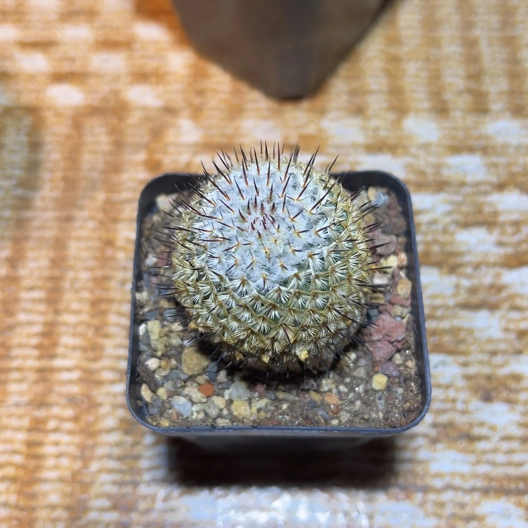 直刺佩雷一物一拍