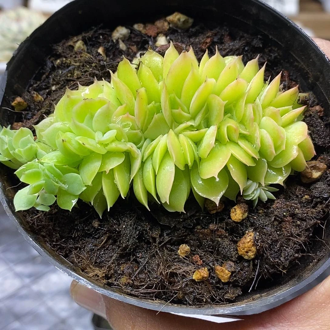 27169 星纳塔缀化 需延时发货