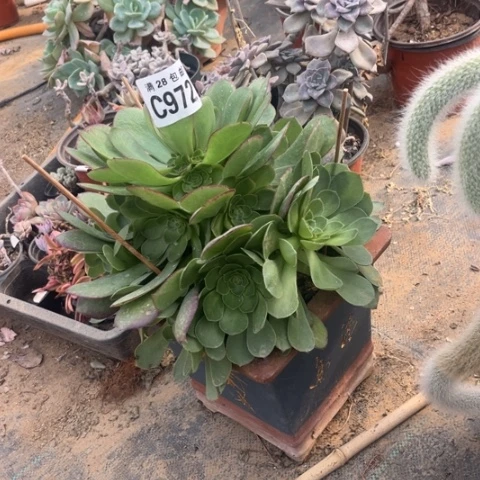 972万圣节不包断枝