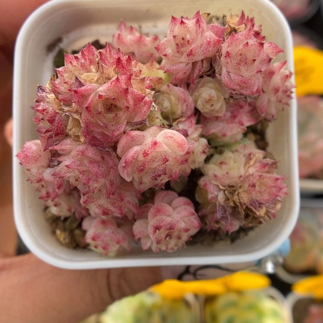 油透麦秆朵朵368号