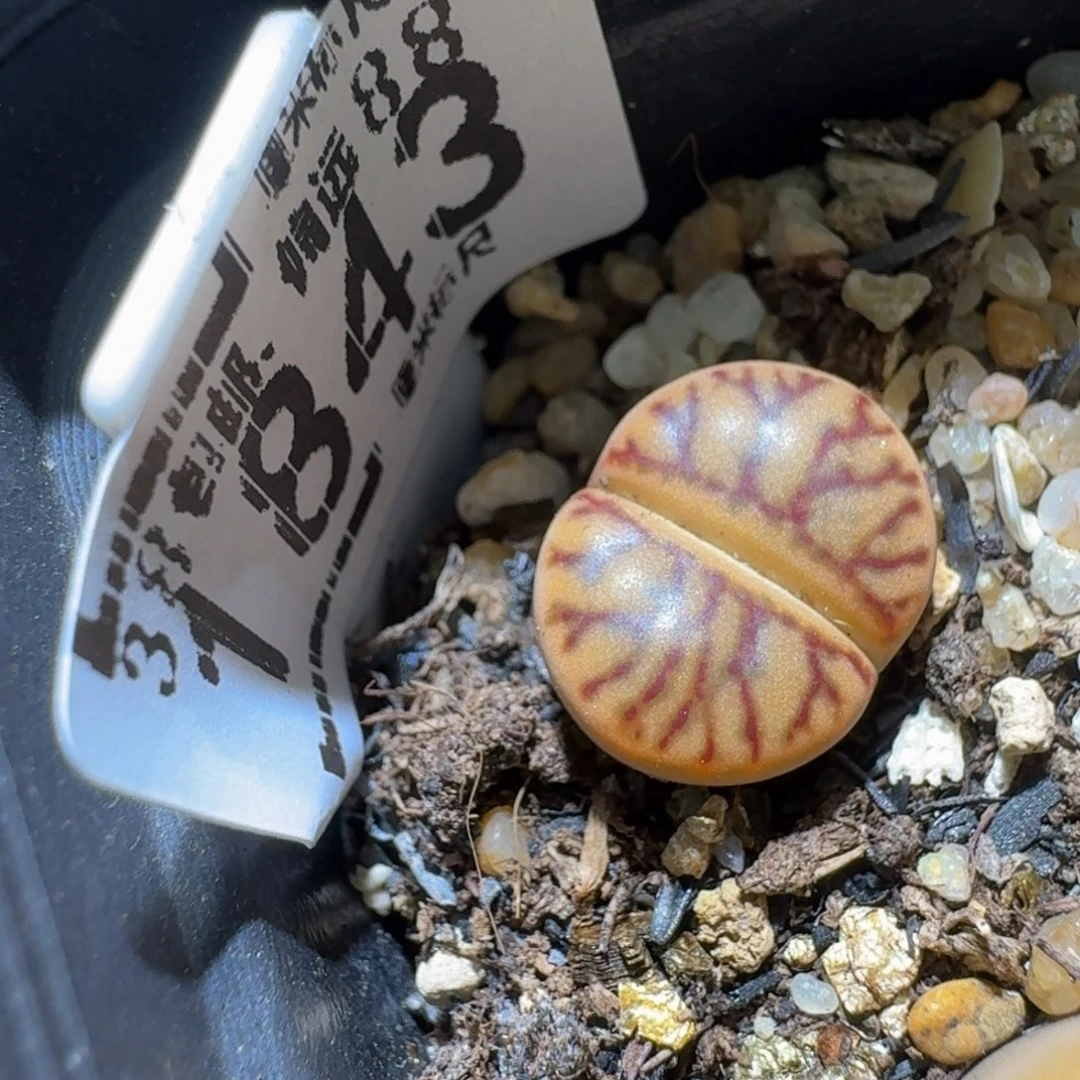 Sssss精品生石花1843