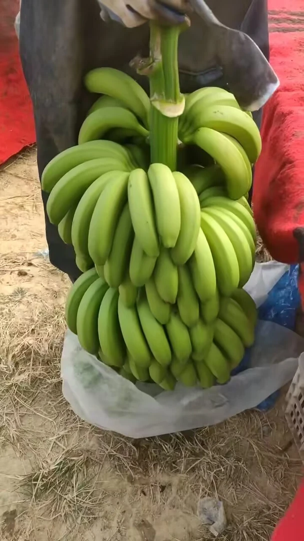 广西精品香蕉产地直发新鲜当季自然熟香甜软糯。目之所及开播