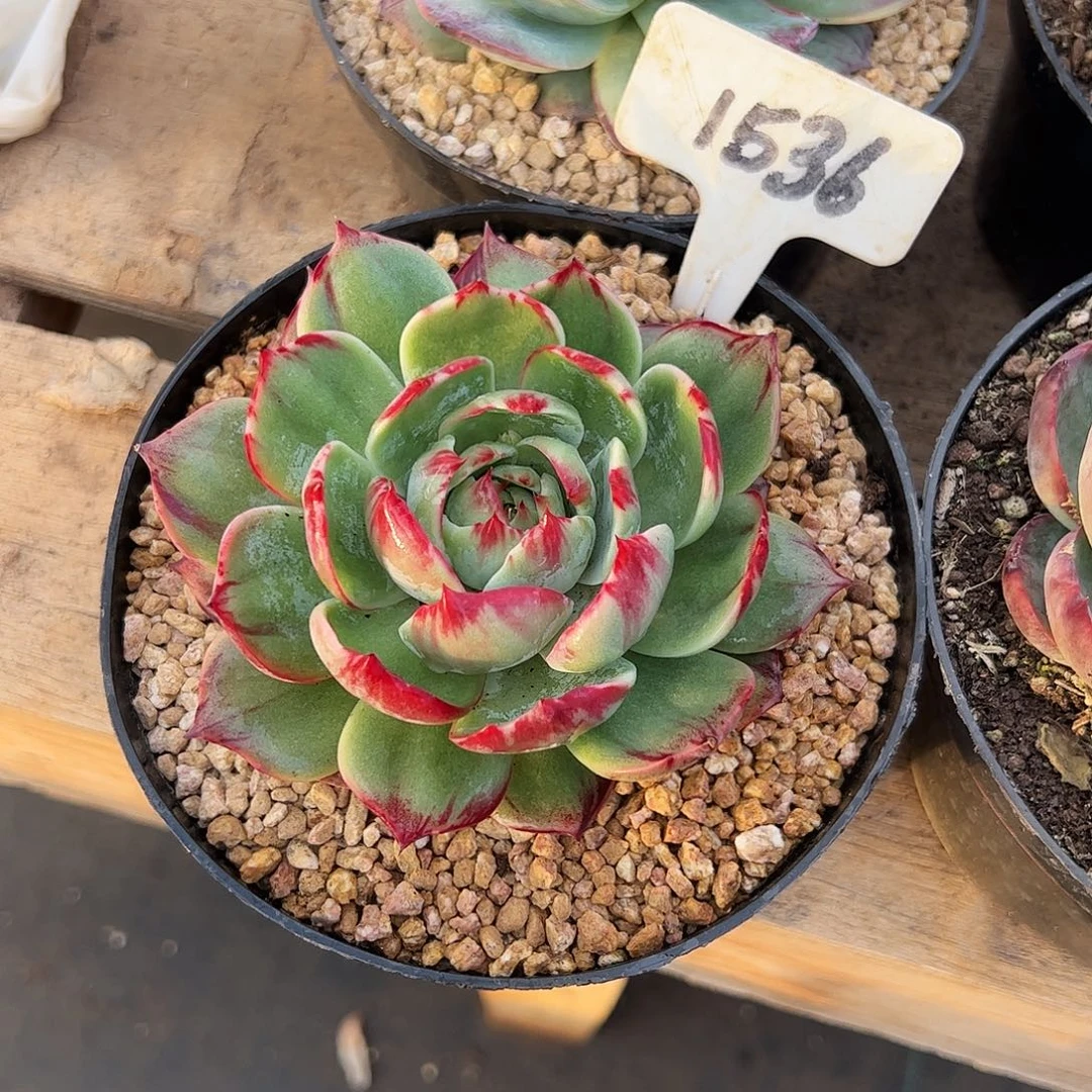 南***宝惊鸿仙子一物一拍1536号