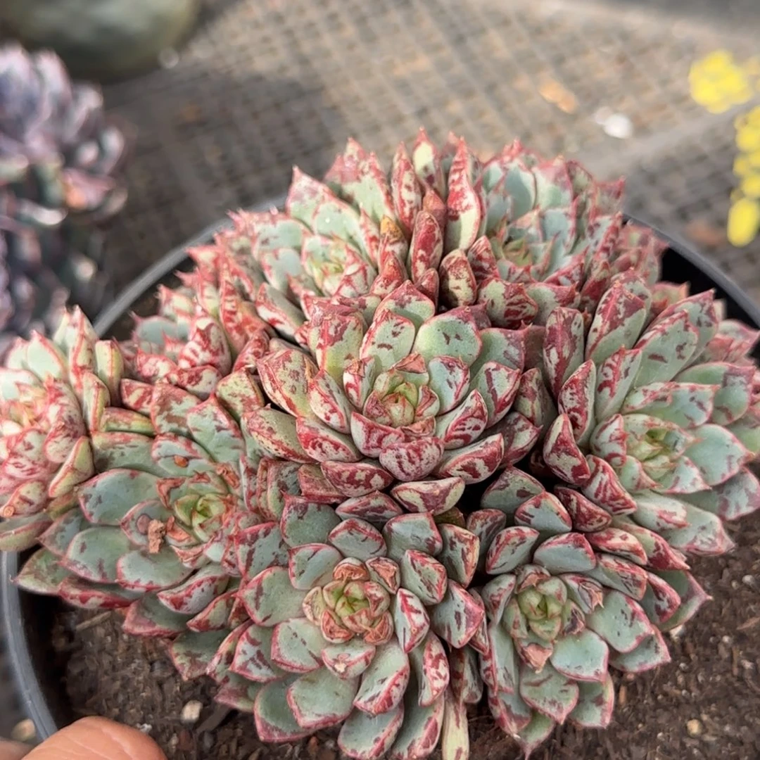 血燕一物一拍包装收缩花旱