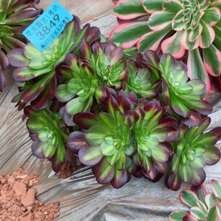 抹茶缀3849多肉植物