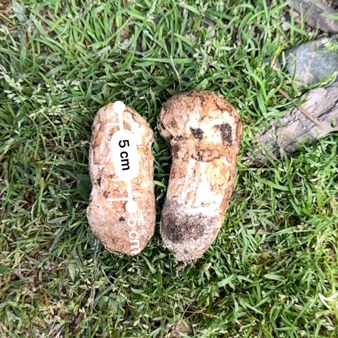 亚英村新鲜松茸-5-7cm