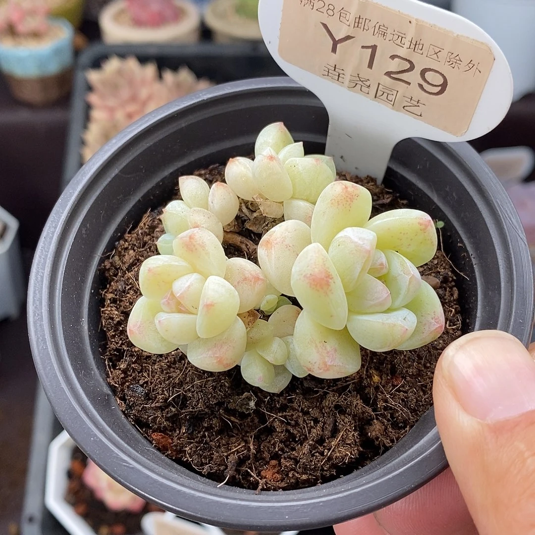 0129 冰玉五头 5cm