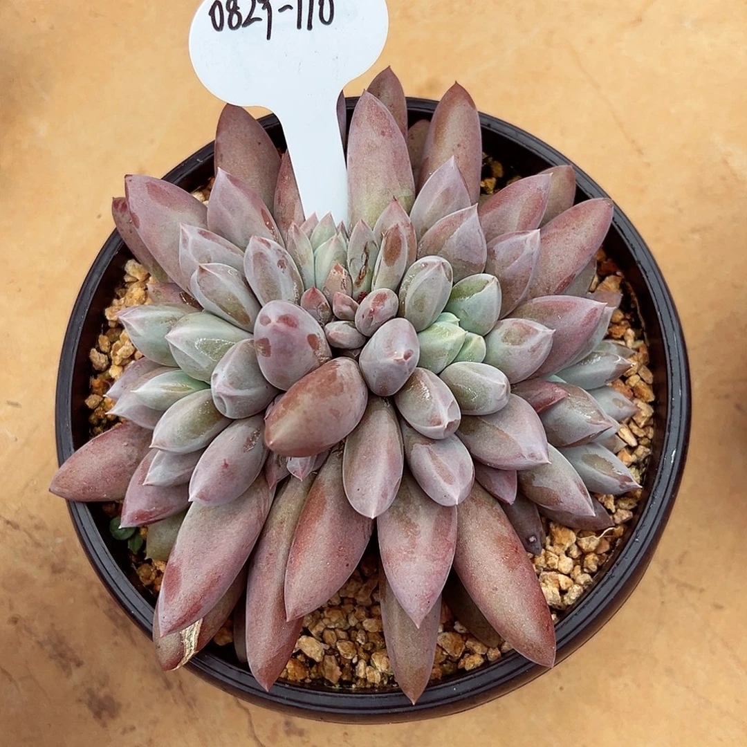 0829-110焦糖哥特萝莉