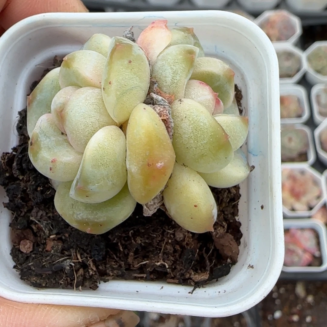 多肉小卡拉米糖心一物一拍