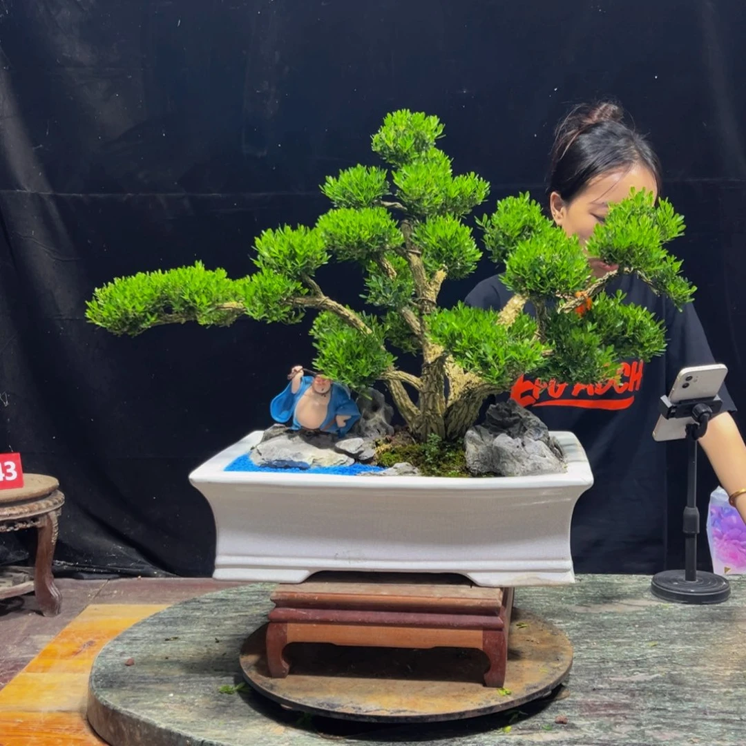 无花朵广东黄杨四季常青