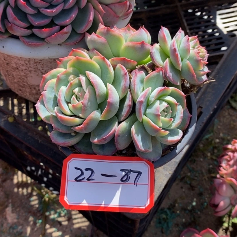 【闪购商品】初****多肉植物