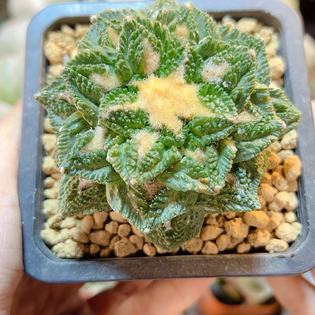 27号自根辛盾牡丹带盆7公分