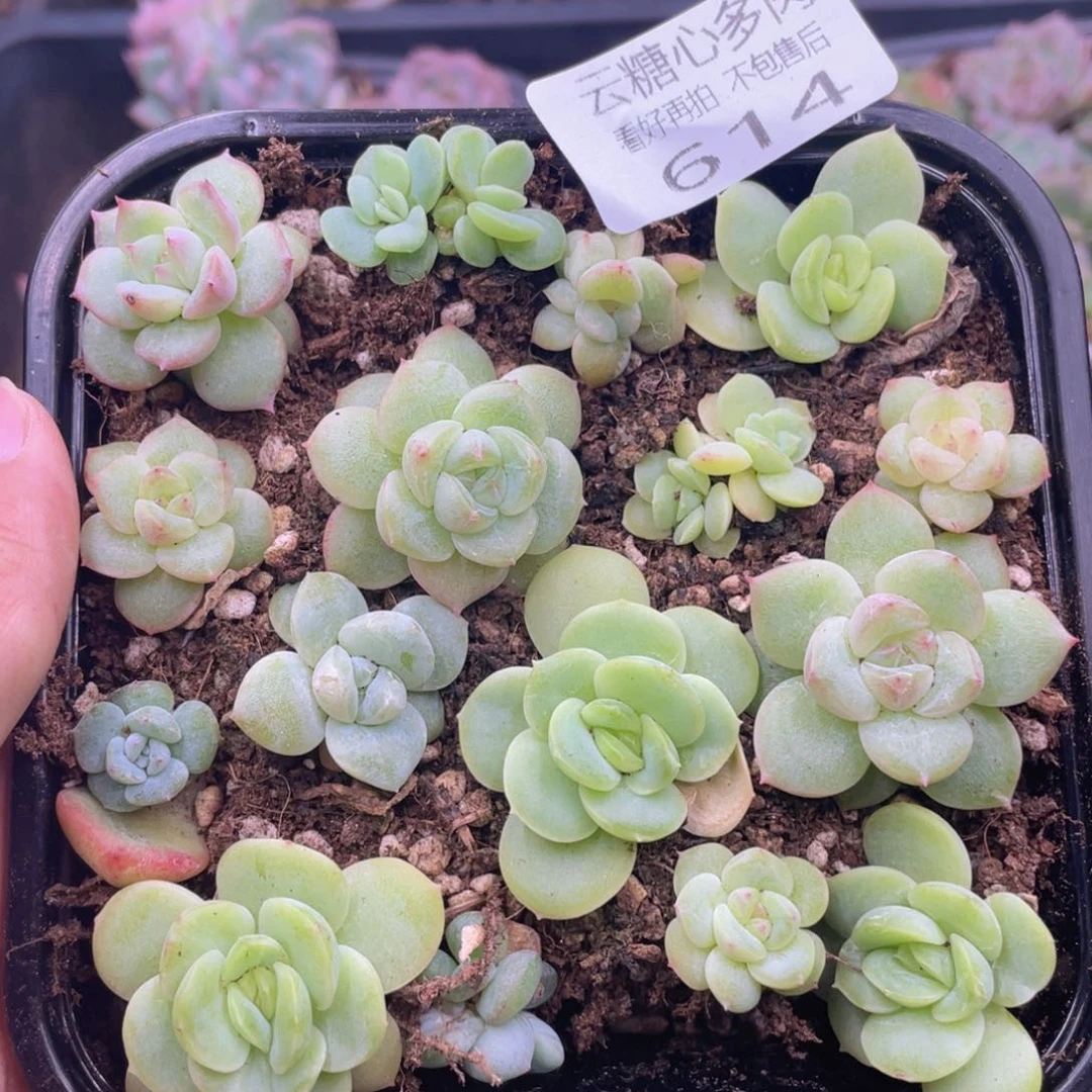 云糖心多肉植物614
