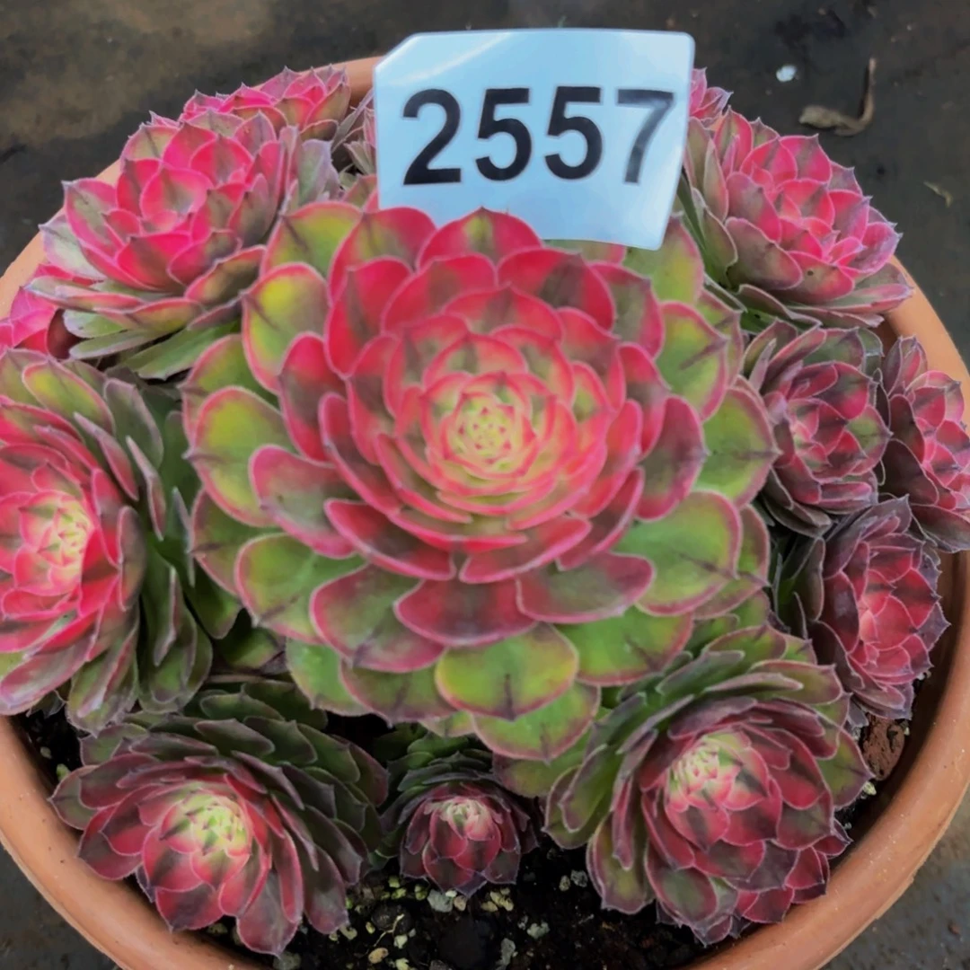 2557多肉植物荔枝