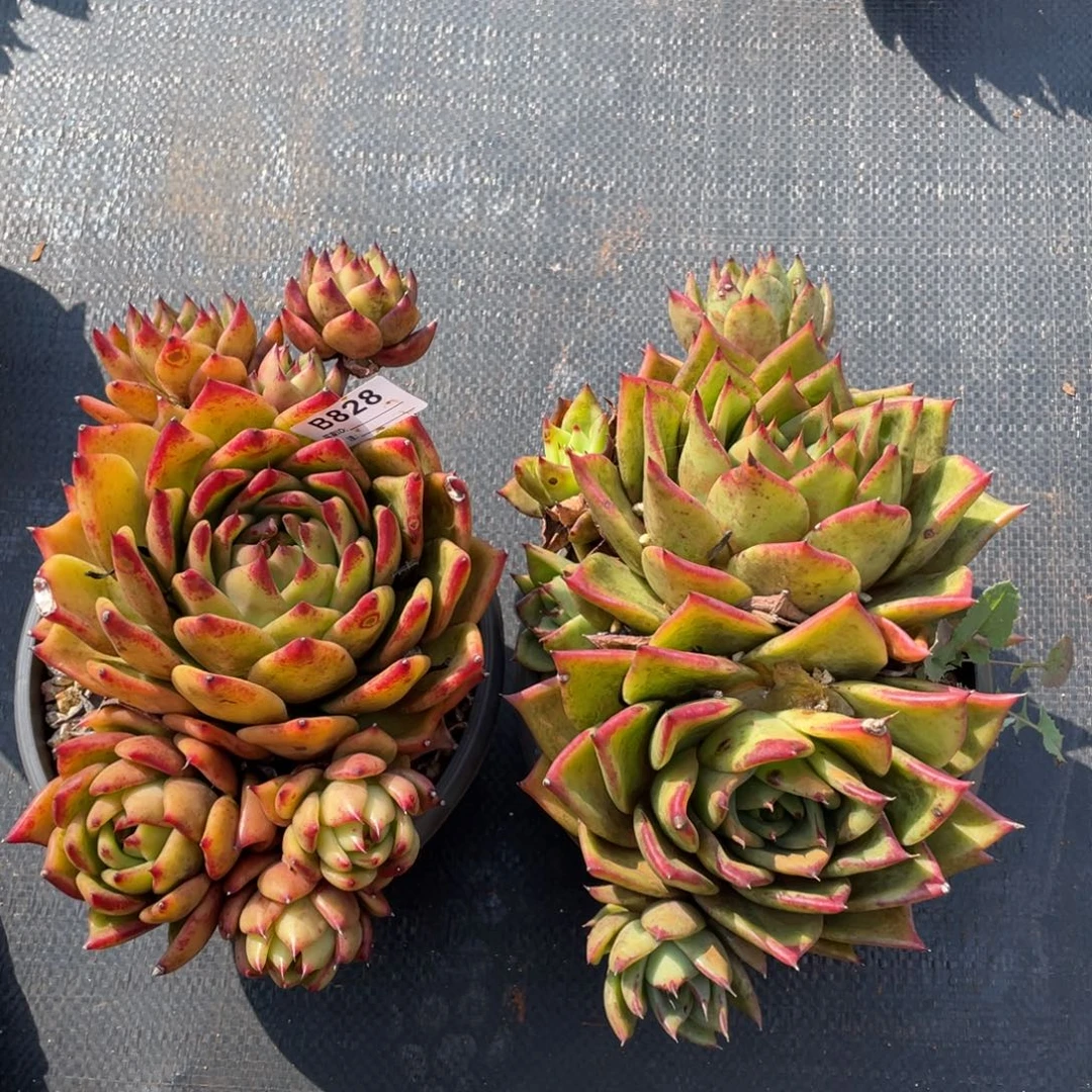 无花朵若如东云组拍B828