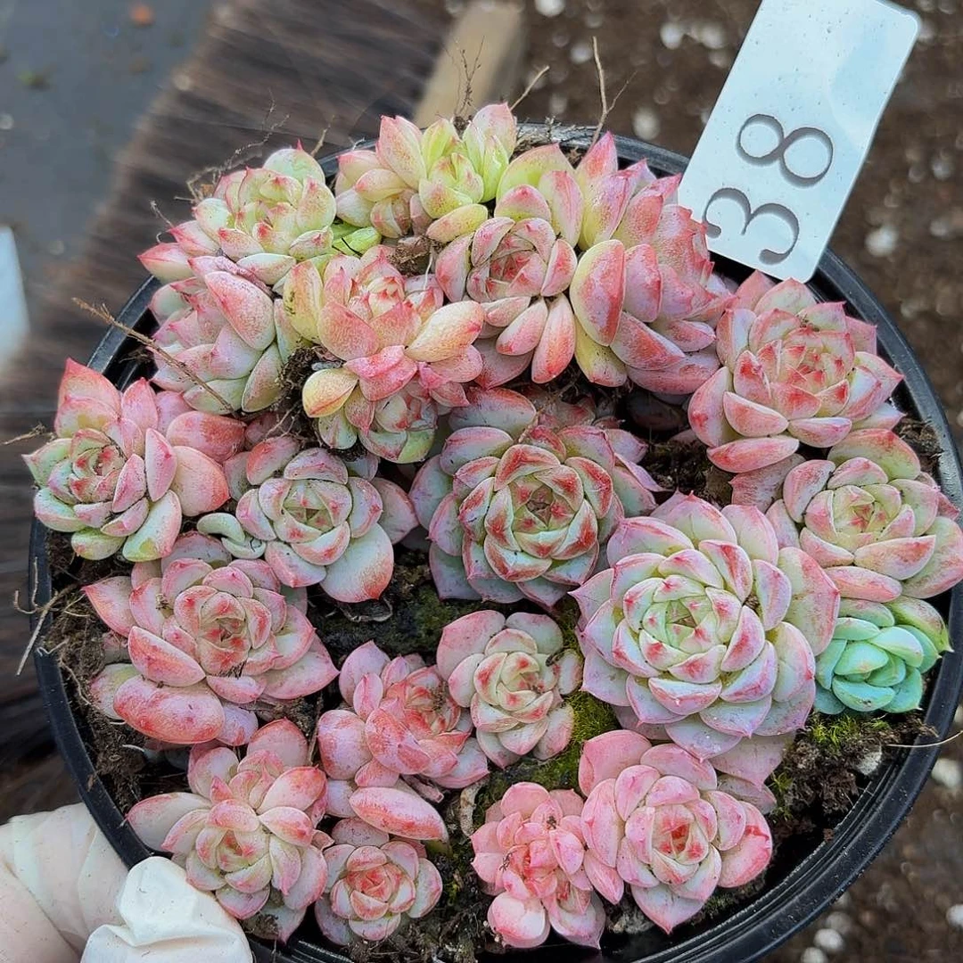多肉植物多肉植物38